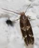 Mompha sp.